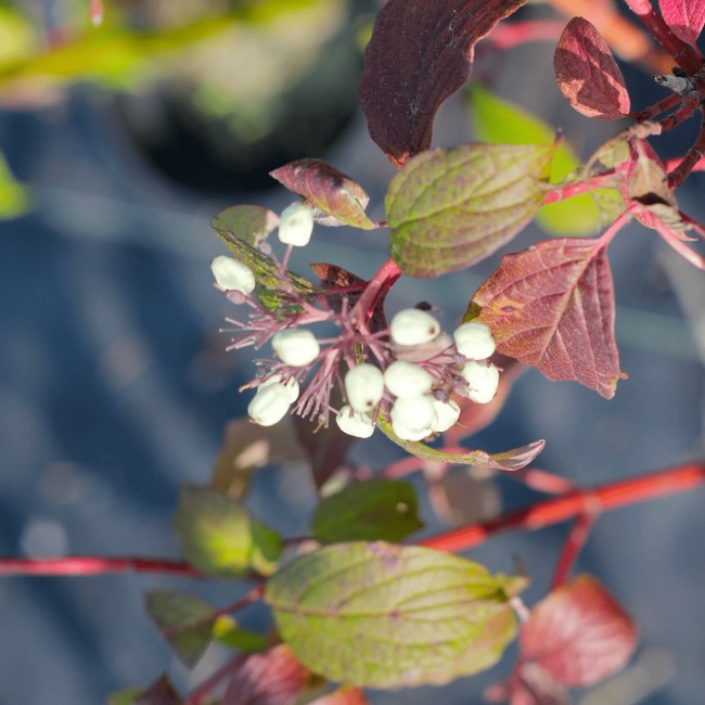 Дёрен белый Siberian Pearls