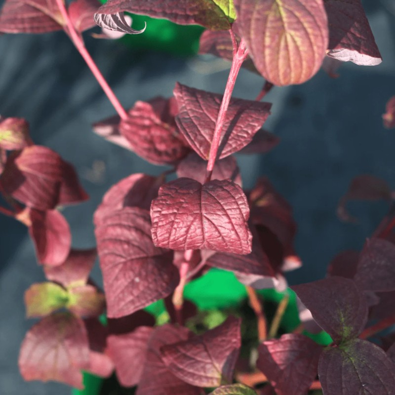 Дёрен красный (Cornus Sanguinea)