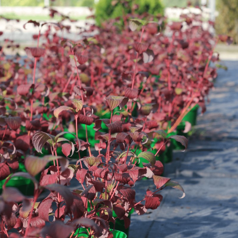 Дёрен красный (Cornus Sanguinea)