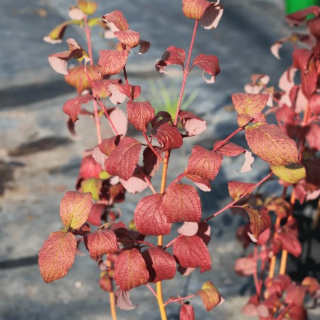 Дёрен красный (Cornus Sanguinea)