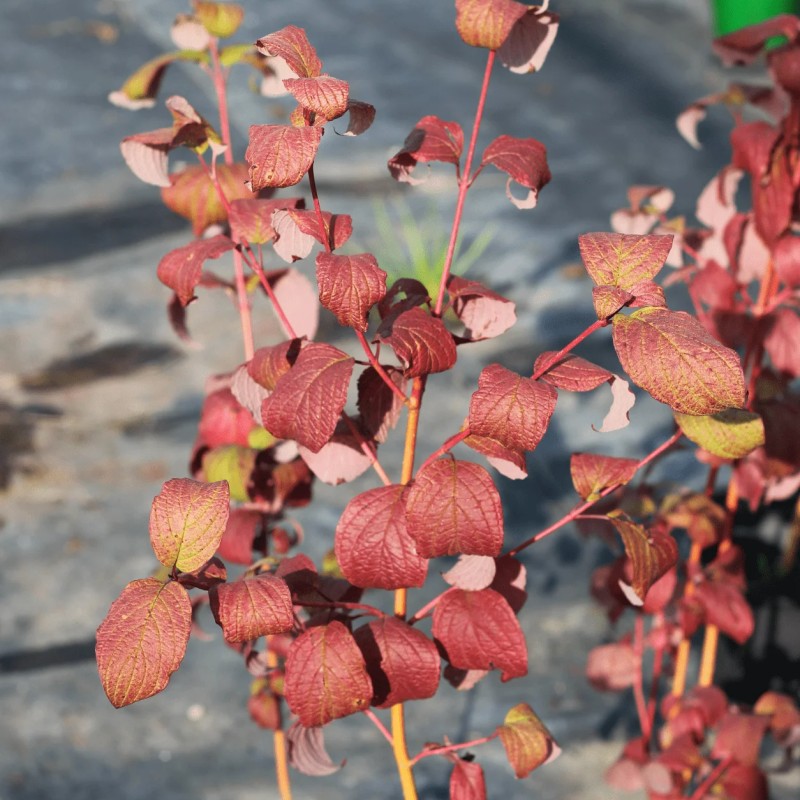 Дёрен красный (Cornus Sanguinea)