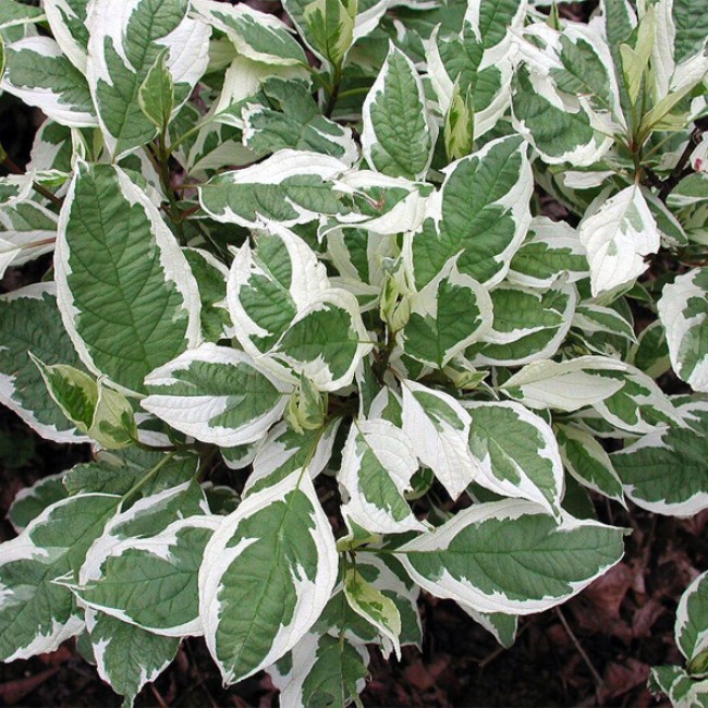 Дёрен белый Sibirica Variegata