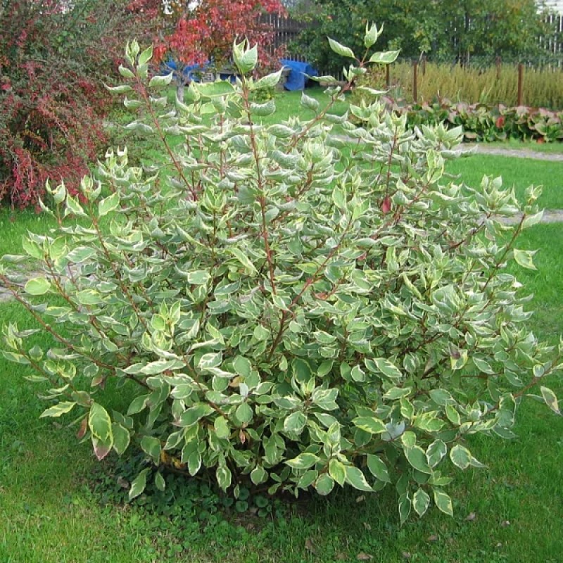 Дёрен белый Sibirica Variegata