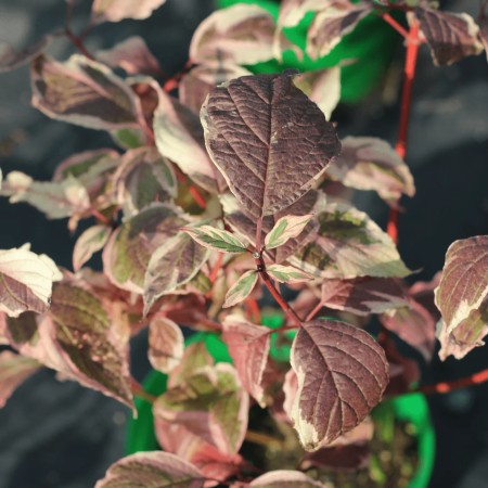 Дёрен белый Sibirica Variegata