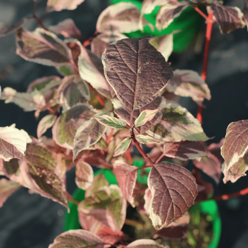 Дёрен белый Sibirica Variegata