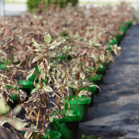 Дёрен белый Sibirica Variegata