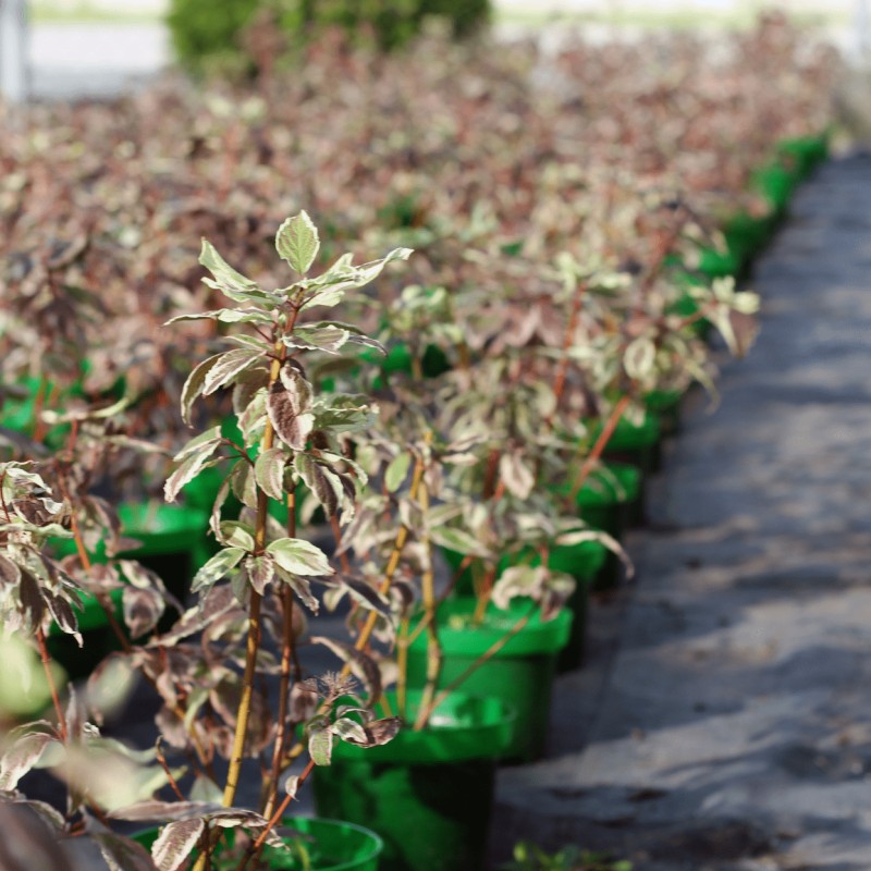 Дёрен белый Sibirica Variegata