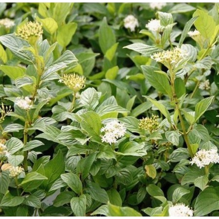 Дёрен белый Flaviramea