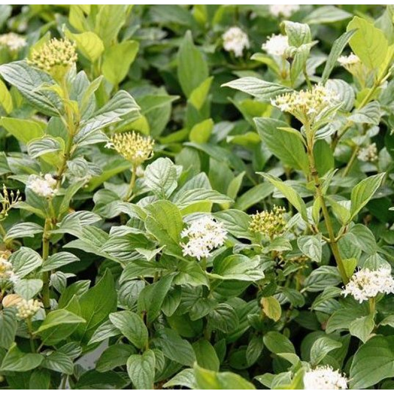 Дёрен белый Flaviramea