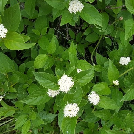 Дёрен белый Flaviramea