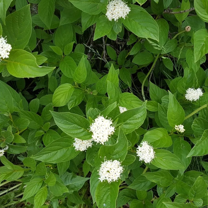 Дёрен белый Flaviramea