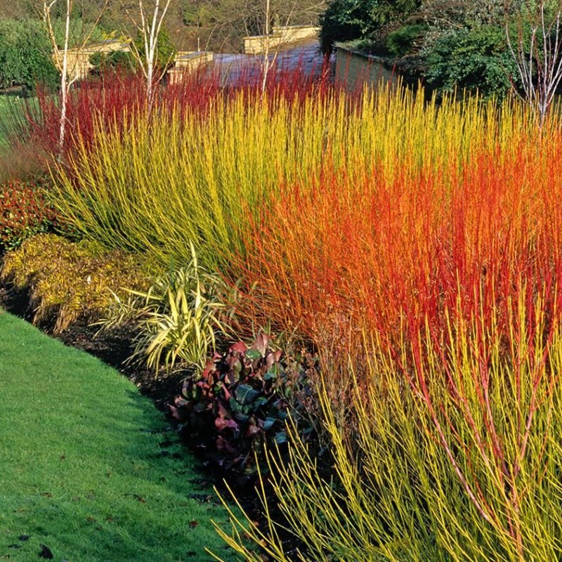 Дёрен белый Flaviramea