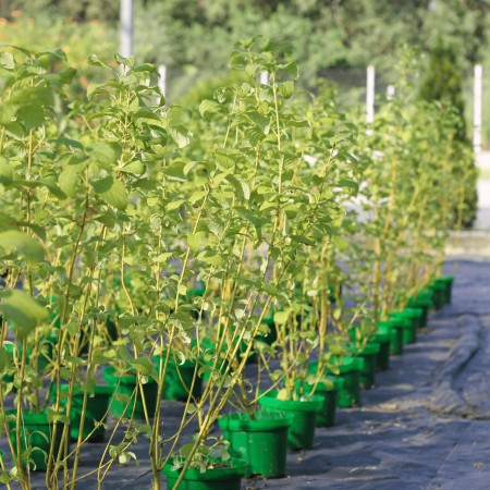 Дёрен белый Flaviramea