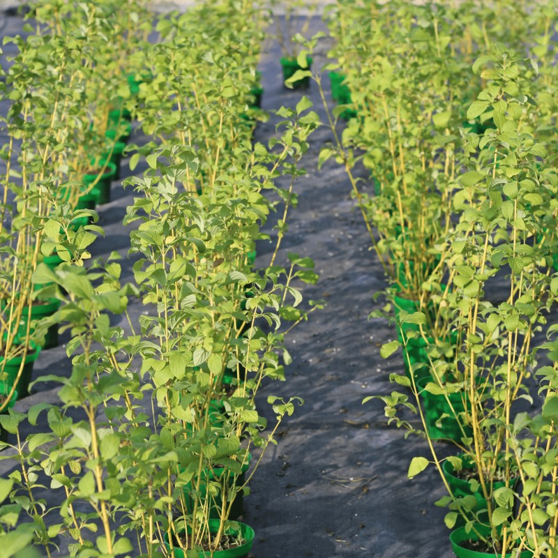 Дёрен белый Flaviramea