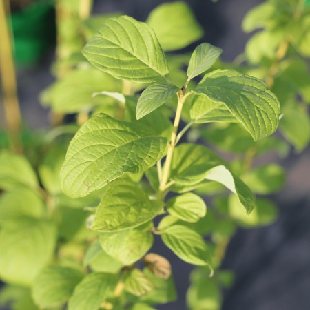 Дёрен белый Flaviramea