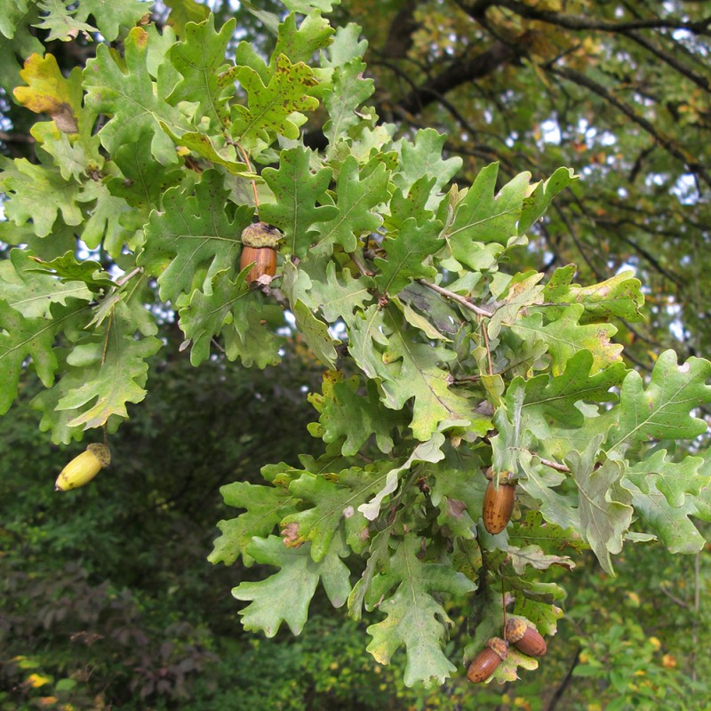Дуб черешчатый (обыкновенный) 40-60 см