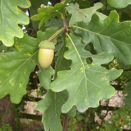 Дуб черешчатый (обыкновенный) 40-60 см