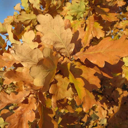 Дуб черешчатый (обыкновенный) 40-60 см