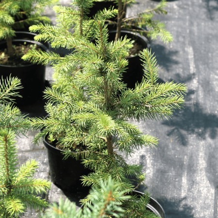 Ель Голубая Аризона 50см.