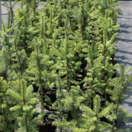 Ель Голубая Аризона 50см.