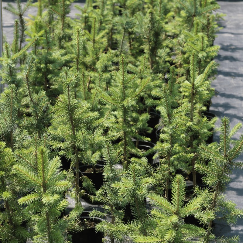 Ель Голубая Аризона 50см.