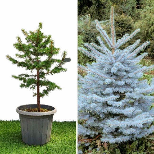 Ель Голубая Сан Изабель 20 - 40 см.