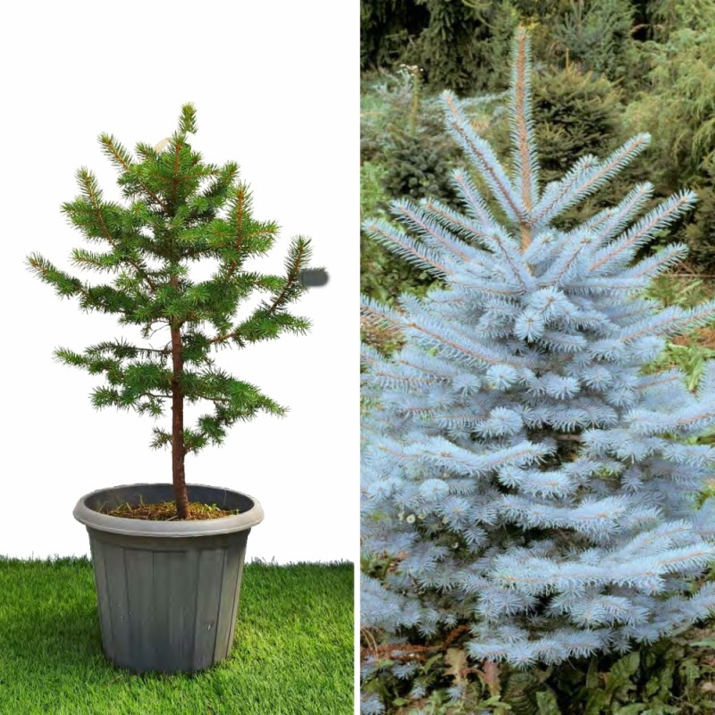 Ель Голубая Сан Изабель 20 - 40 см.