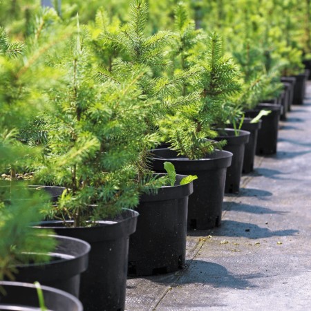 Ель Голубая Сан Изабель 20 - 40 см.