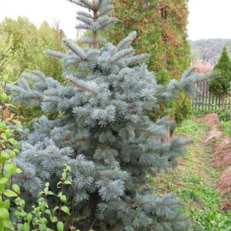 Ель Голубая Сан Изабель 20 - 40 см.