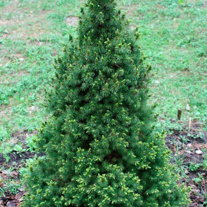 Ель Канадская 40-60 см