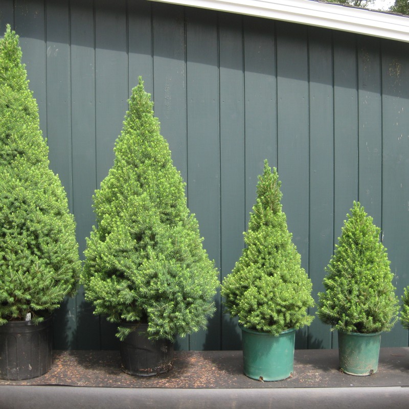 Ель Канадская 40-60 см