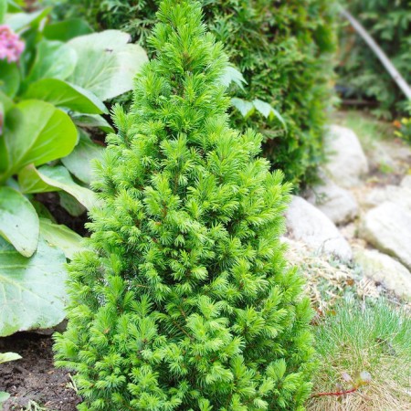 Ель Канадская 40-60 см