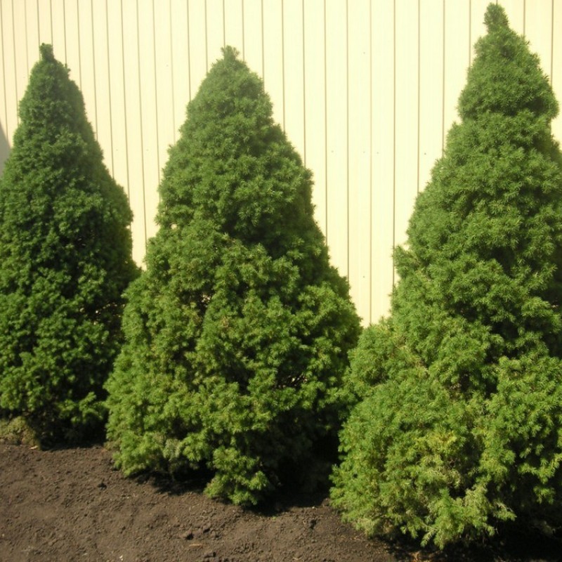 Ель Канадская 40-60 см