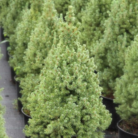 Ель Канадская 40-60 см