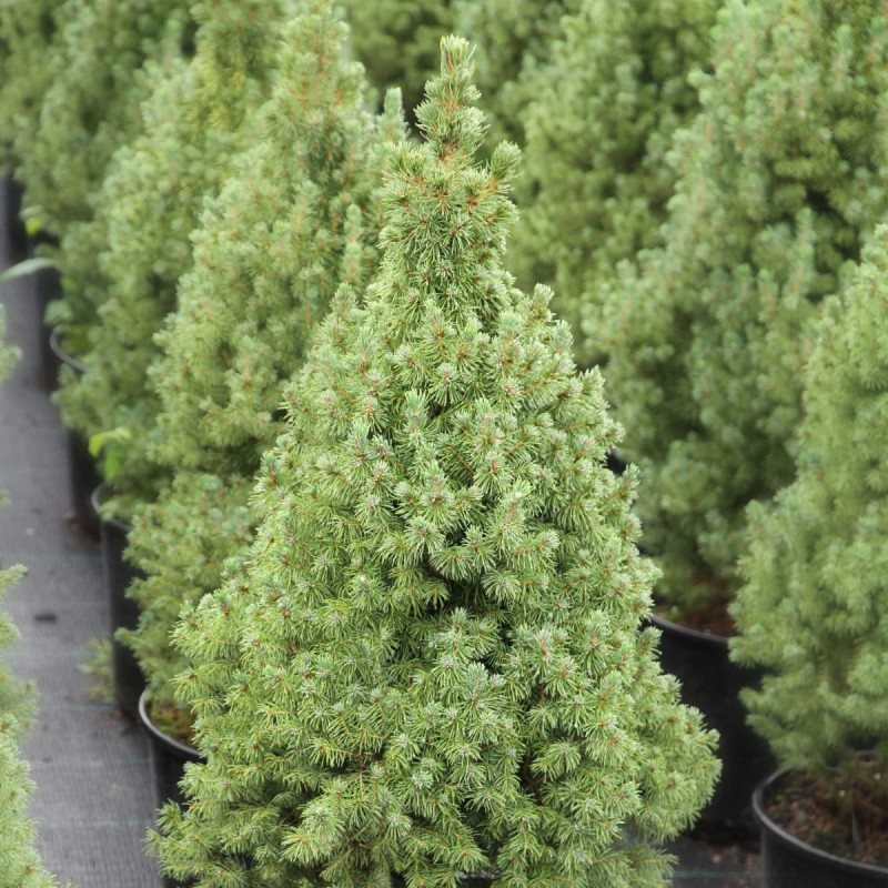 Ель Канадская 40-60 см