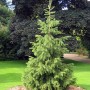 Ель Обыкновенная 100-120 см
