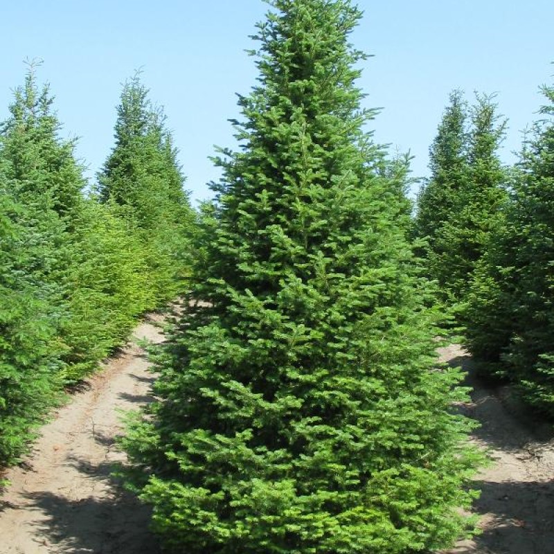 Ель Обыкновенная 100-120 см