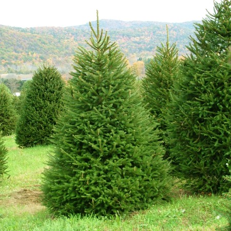Ель Обыкновенная 100-120 см
