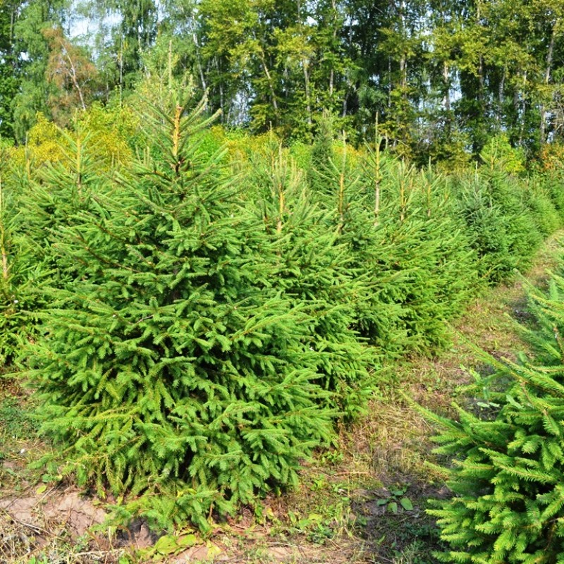 Ель Обыкновенная 100-120 см