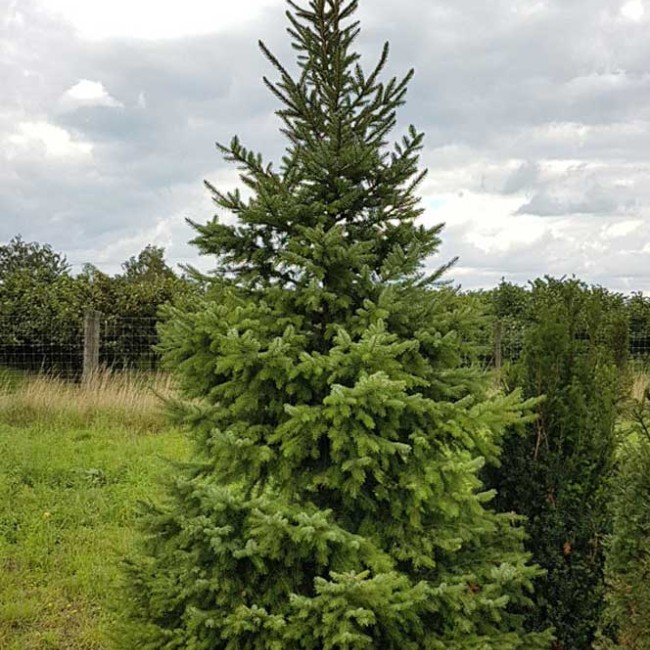 Ель Сербская