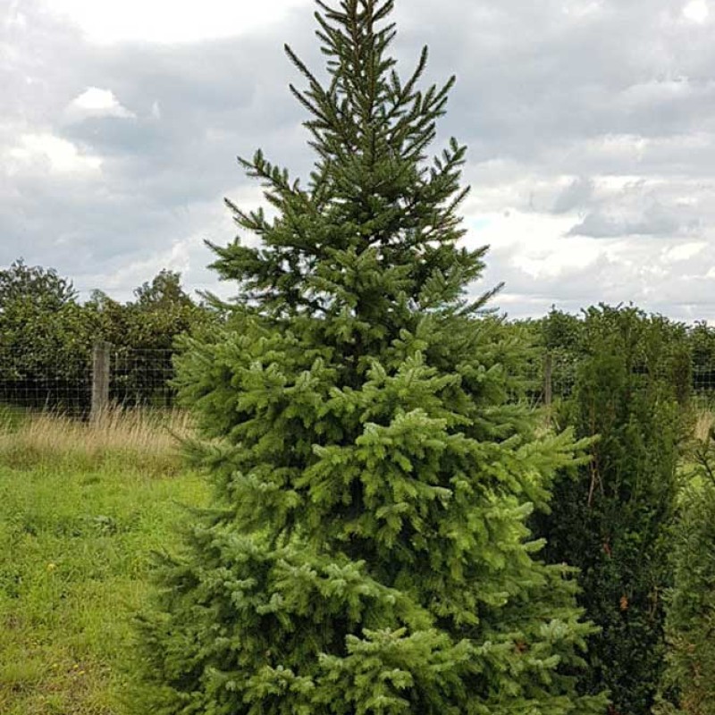 Ель Сербская