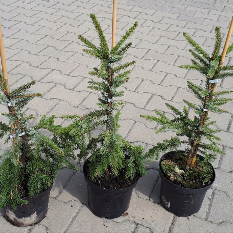 Ель Сербская