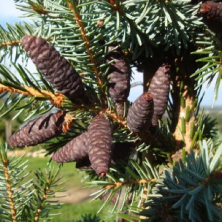 Ель Сербская