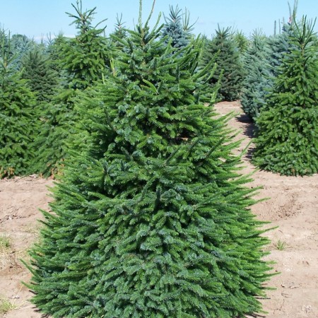 Ель Сербская