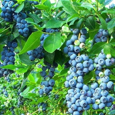 Голубика Река