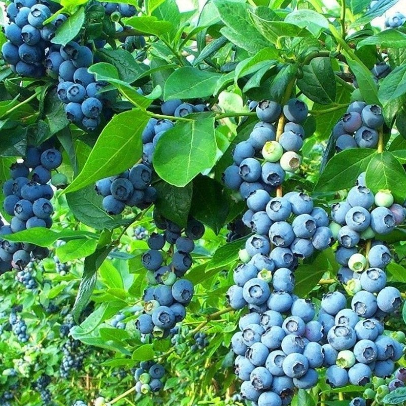 Голубика Река