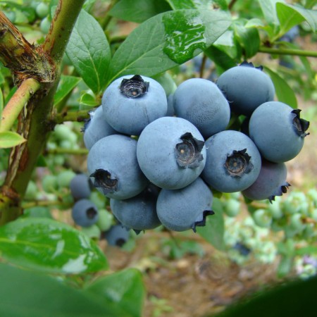 Голубика Река