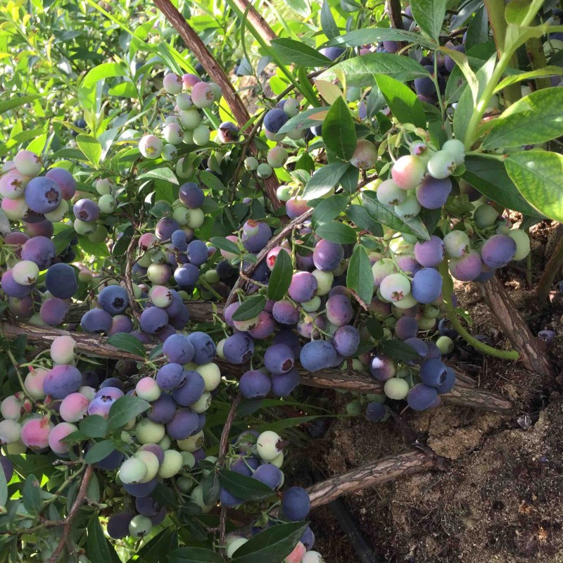 Голубика Река