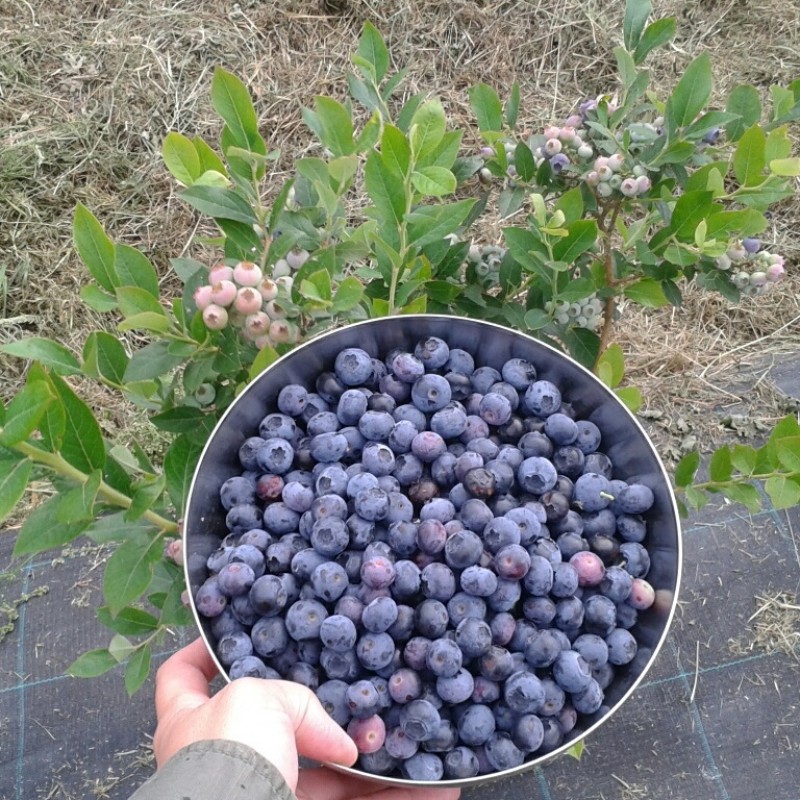 Голубика Река