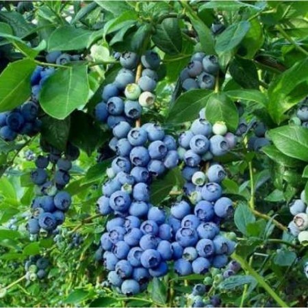 Голубика Патриот